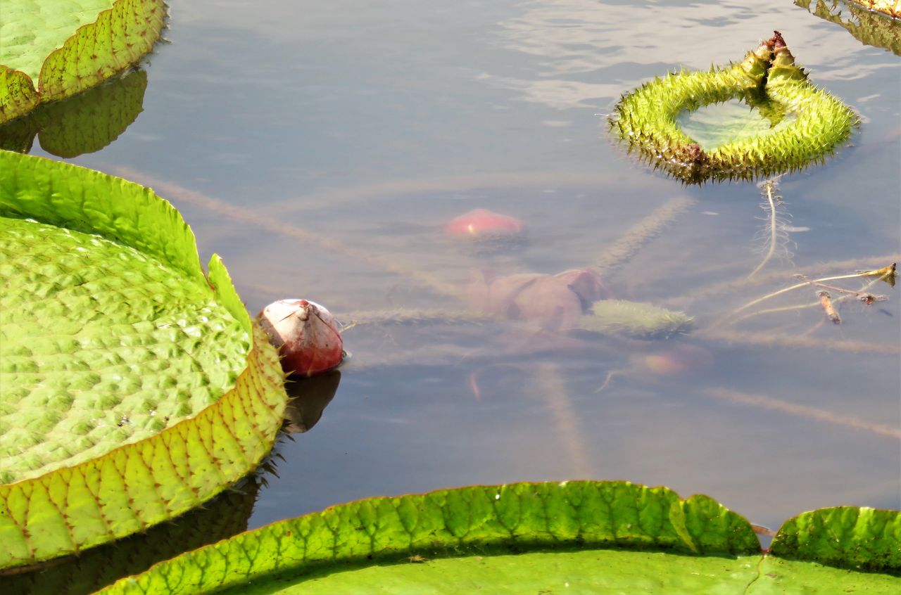 高知の花 土佐料理 旬の鰹がゆく