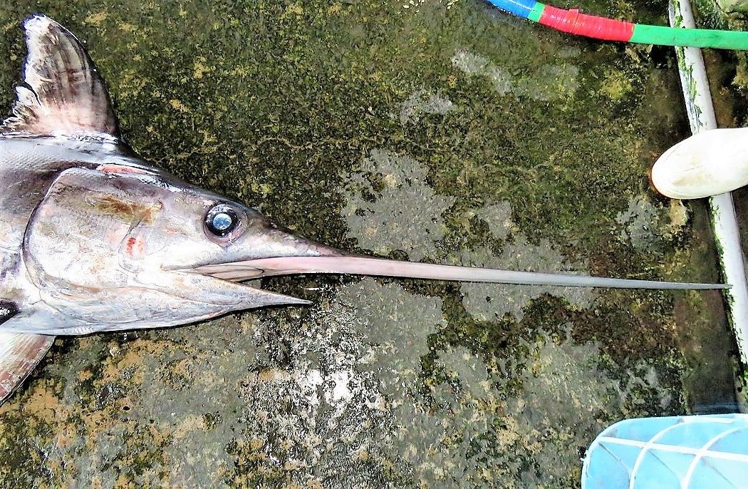 カジキの上顎吻突起 土佐料理 旬の鰹がゆく