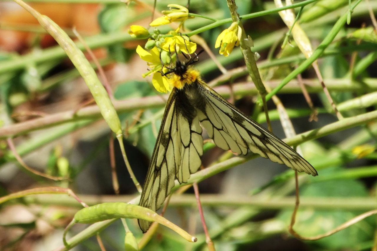 奥物部の白アゲハ ウスバシロチョウ : 土佐料理 旬の鰹がゆく！