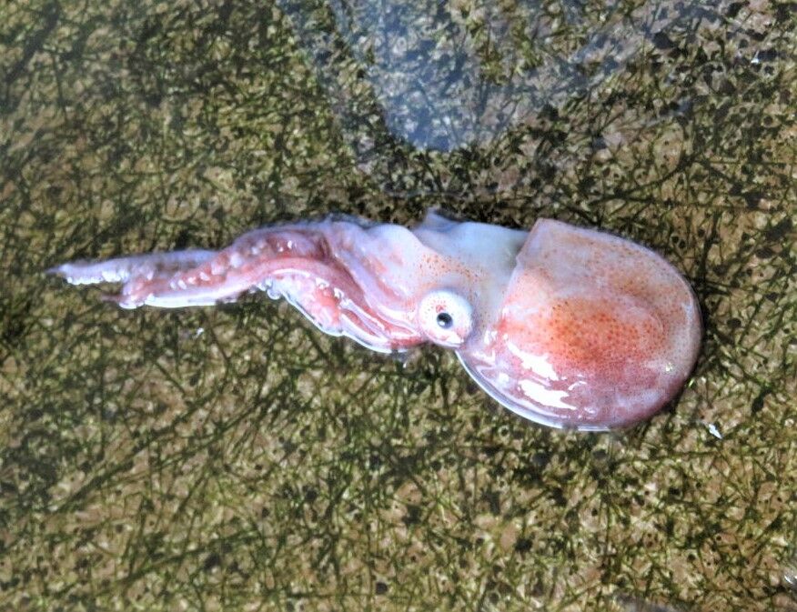 これは何 もし知っていたら専門家級 土佐料理 旬の鰹がゆく