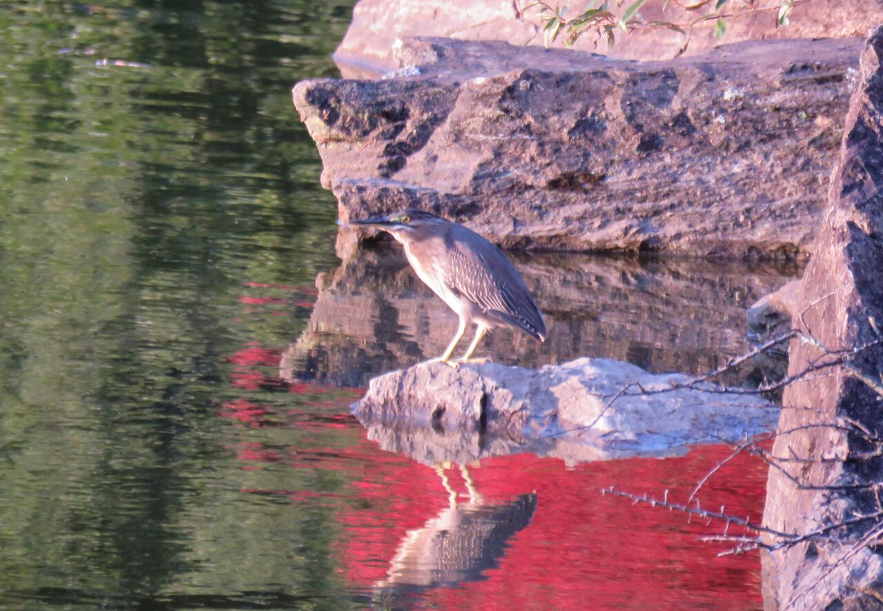 人工と自然の接点 土佐料理 旬の鰹がゆく