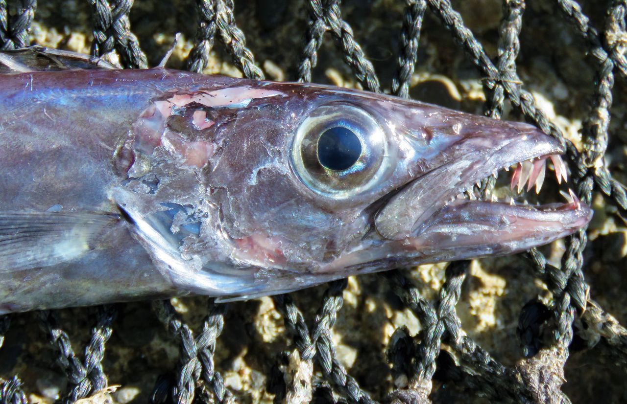 怪魚クロシビカマス 土佐料理 旬の鰹がゆく 怪魚クロシビカマス 土佐料理 旬の鰹がゆく