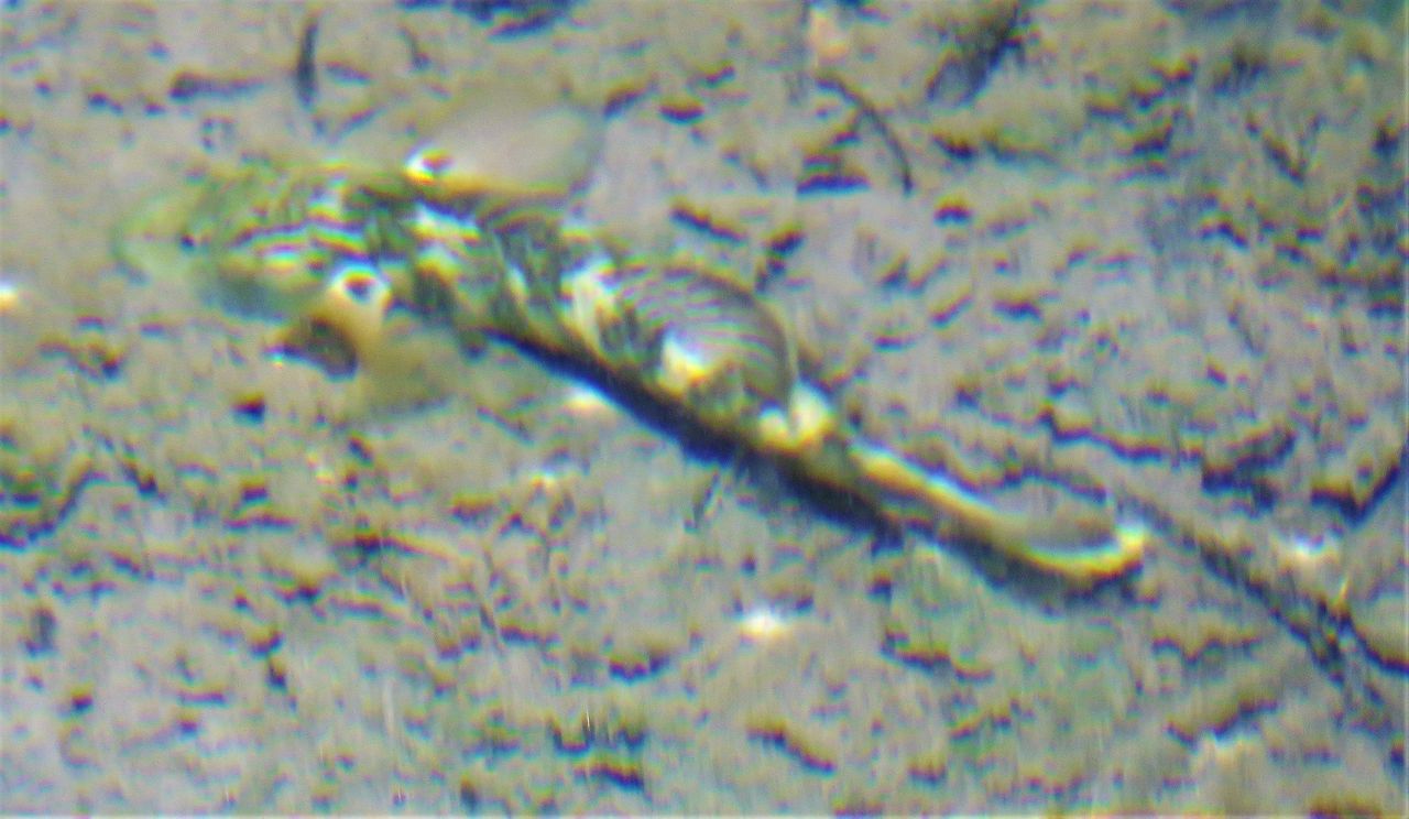 秋の陸封型ヨシノボリ 土佐料理 旬の鰹がゆく