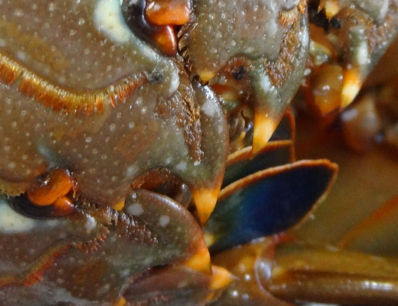 地どれ逸品 土佐料理 旬の鰹がゆく 地どれ逸品 土佐料理 旬の鰹がゆく