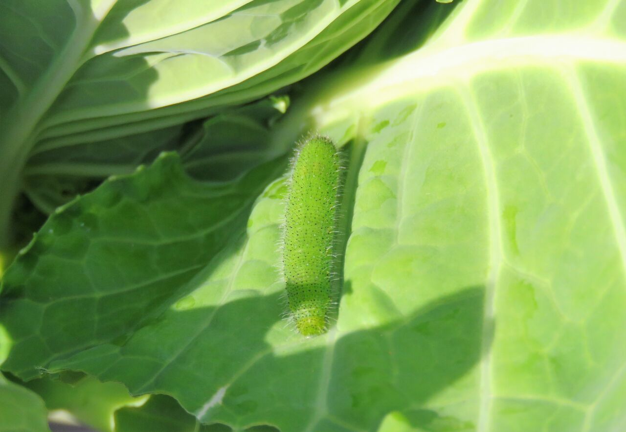 妻が一から創った青汁の味 土佐料理 旬の鰹がゆく
