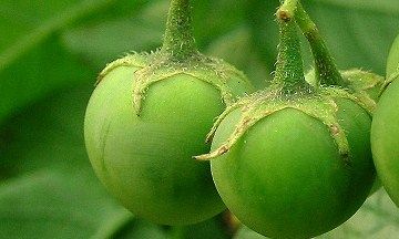 お助け芋の花 土佐料理 旬の鰹がゆく お助け芋の花 土佐料理 旬の鰹がゆく