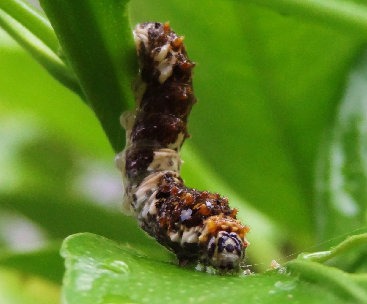ナミアゲハの終齢幼虫 土佐料理 旬の鰹がゆく ナミアゲハの終齢幼虫 土佐料理 旬の鰹がゆく