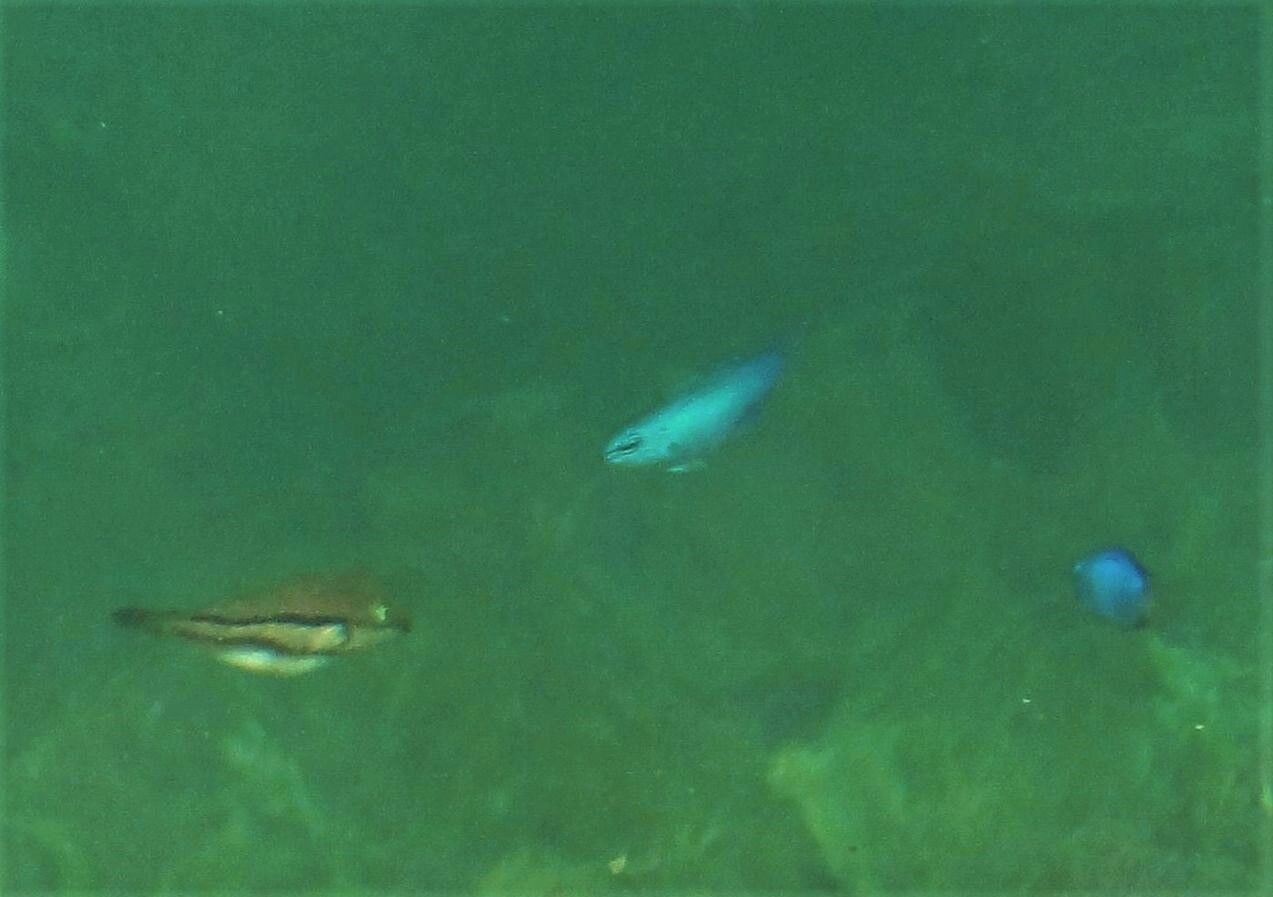青い海よりも碧く 土佐料理 旬の鰹がゆく 青い海よりも碧く 土佐料理 旬の鰹がゆく