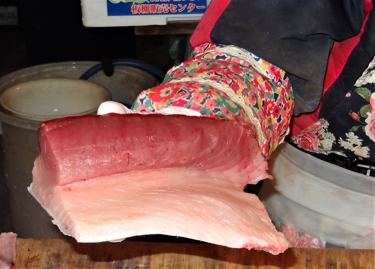 見たことのないほどに脂ののったビンナガマグロの刺身 土佐料理 旬の鰹がゆく 見たことのないほどに脂ののったビンナガマグロの刺身 土佐料理 旬の鰹がゆく