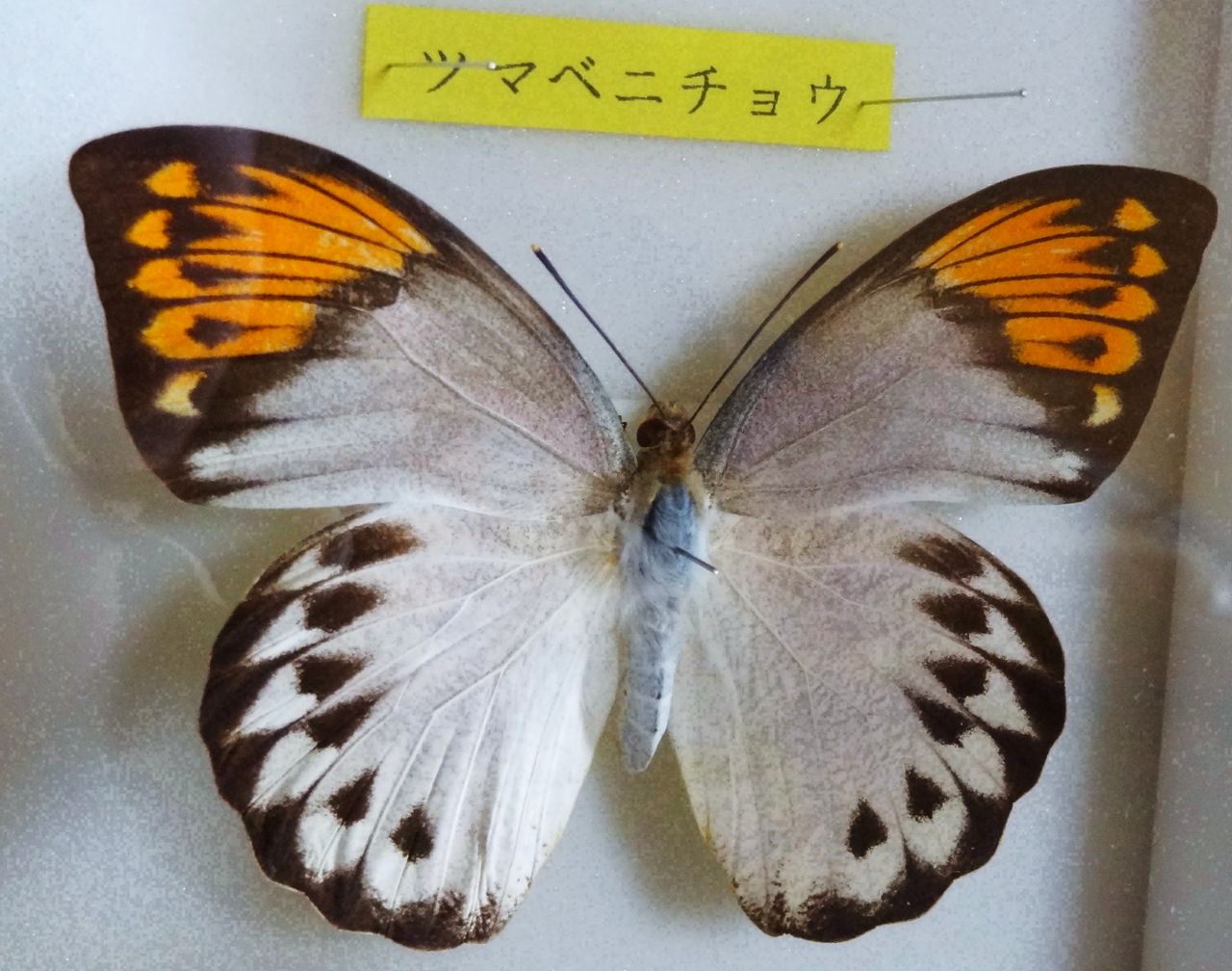 沖縄の生き物たち : 土佐料理 旬の鰹がゆく！