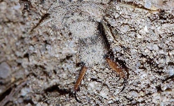 羽化直後のウスバカゲロウ 土佐料理 旬の鰹がゆく