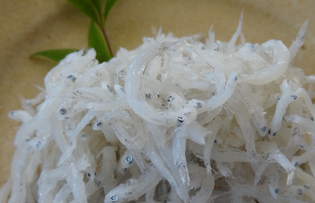 極上どろめ 土佐料理 旬の鰹がゆく