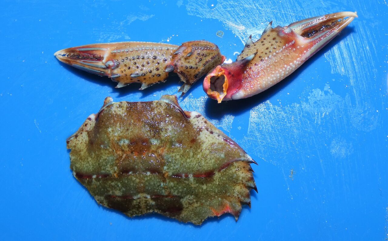 ベニツケガニが脱皮しました 土佐料理 旬の鰹がゆく