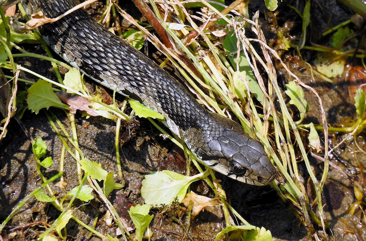 ヤマカガシの黒化個体 : 土佐料理 旬の鰹がゆく！