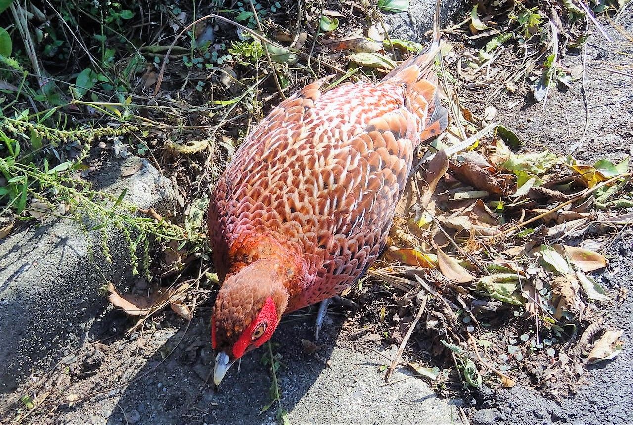 モネの庭の家禽 土佐料理 旬の鰹がゆく モネの庭の家禽 土佐料理 旬の鰹がゆく