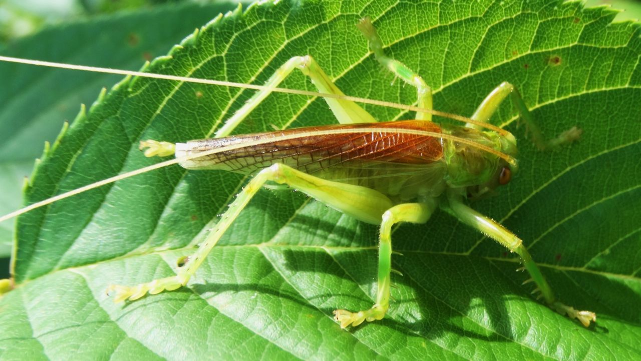 希少産地】ミャンマー産のマキバネコロギス 昆虫標本バッタ キリギリス