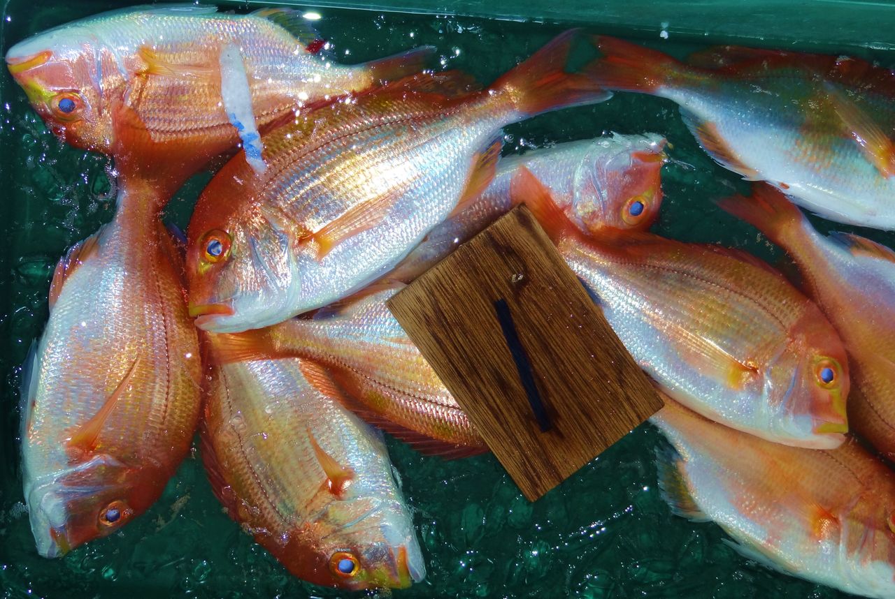 7月の魚 土佐料理 旬の鰹がゆく