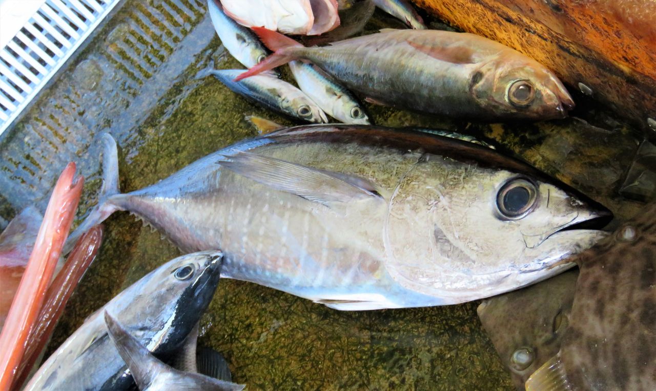 近海マグロ類の比較 土佐料理 旬の鰹がゆく