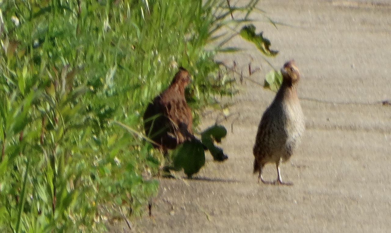 高知のチョウ 土佐料理 旬の鰹がゆく 高知のチョウ 土佐料理 旬の鰹がゆく