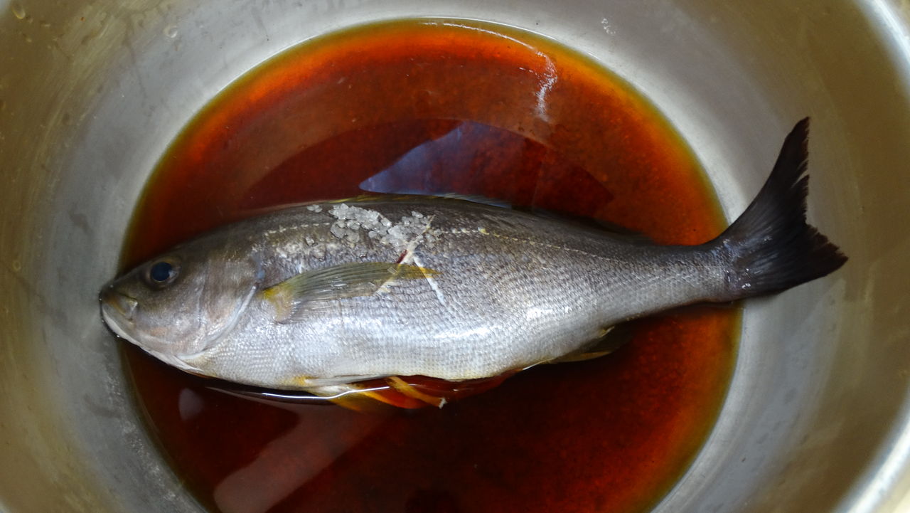旬のイサキ料理 土佐料理 旬の鰹がゆく