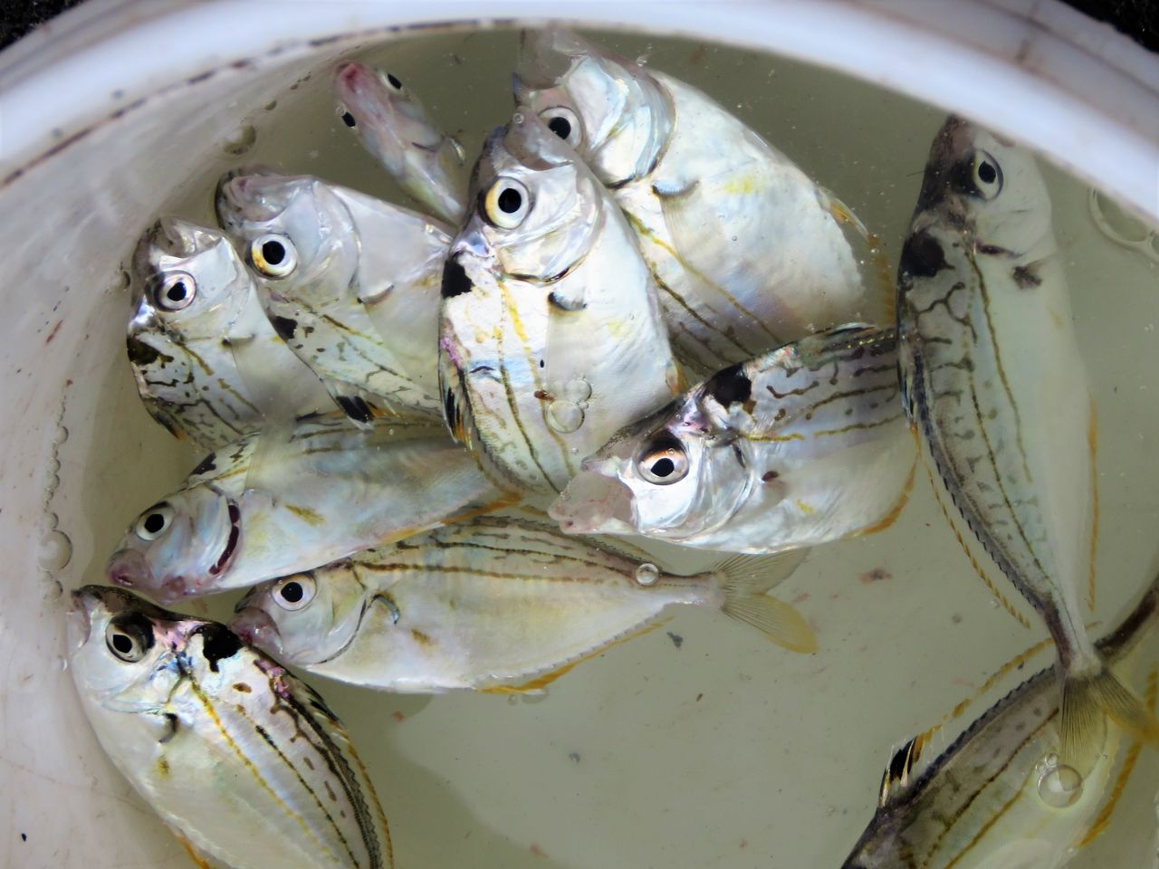 海の中に咲いたヒイラギの花 土佐料理 旬の鰹がゆく