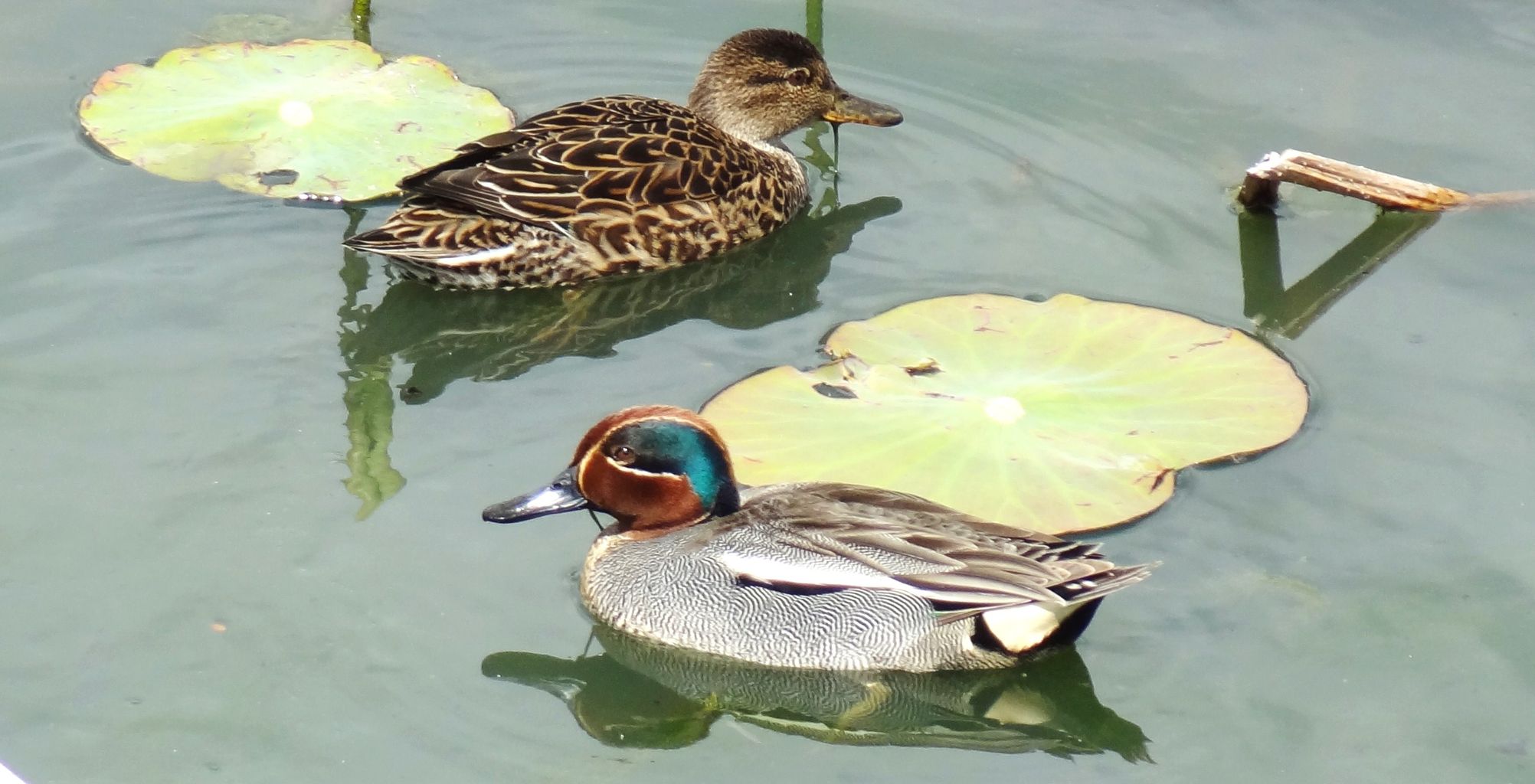 香南市 春の水鳥 土佐料理 旬の鰹がゆく