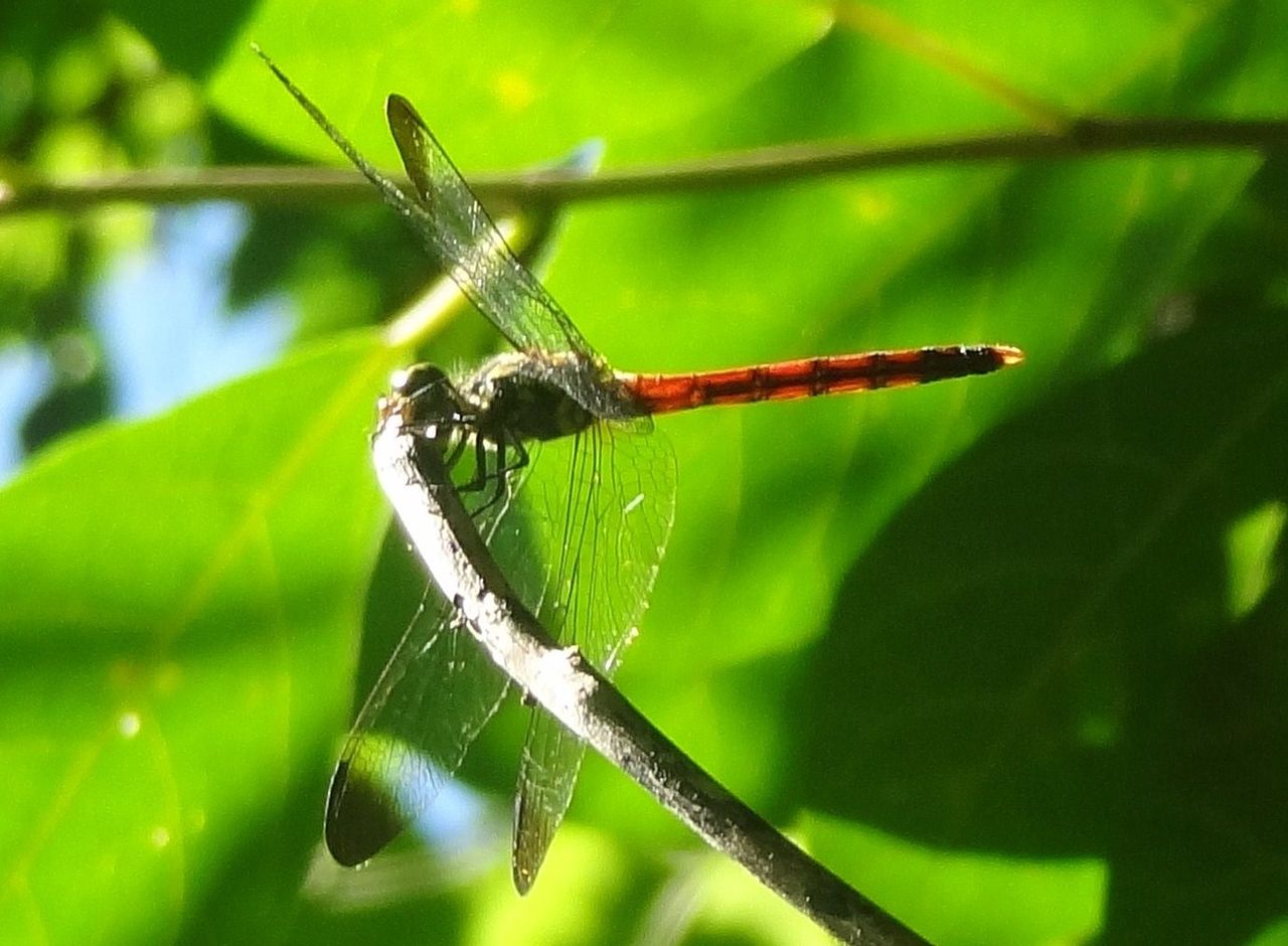 高知の赤蜻蛉 : 土佐料理 旬の鰹がゆく！