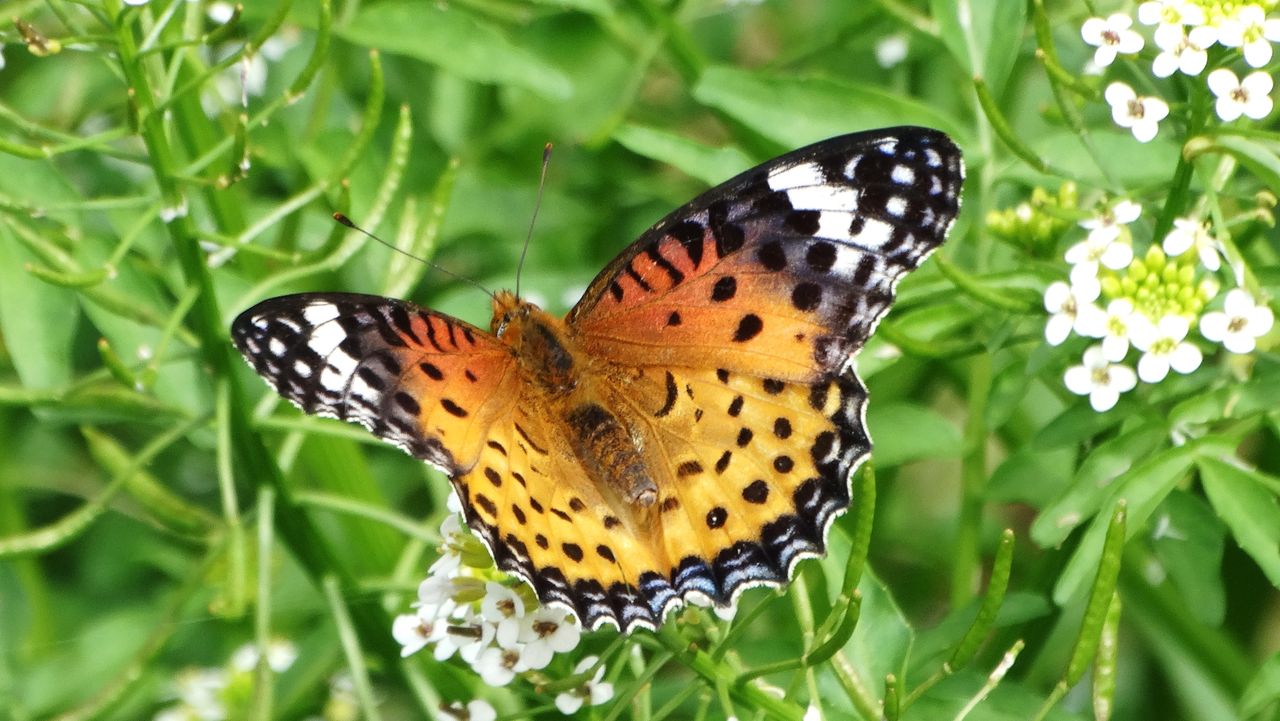 特殊技能のデパート蝶種 土佐料理 旬の鰹がゆく 特殊技能のデパート蝶種 土佐料理 旬の鰹がゆく