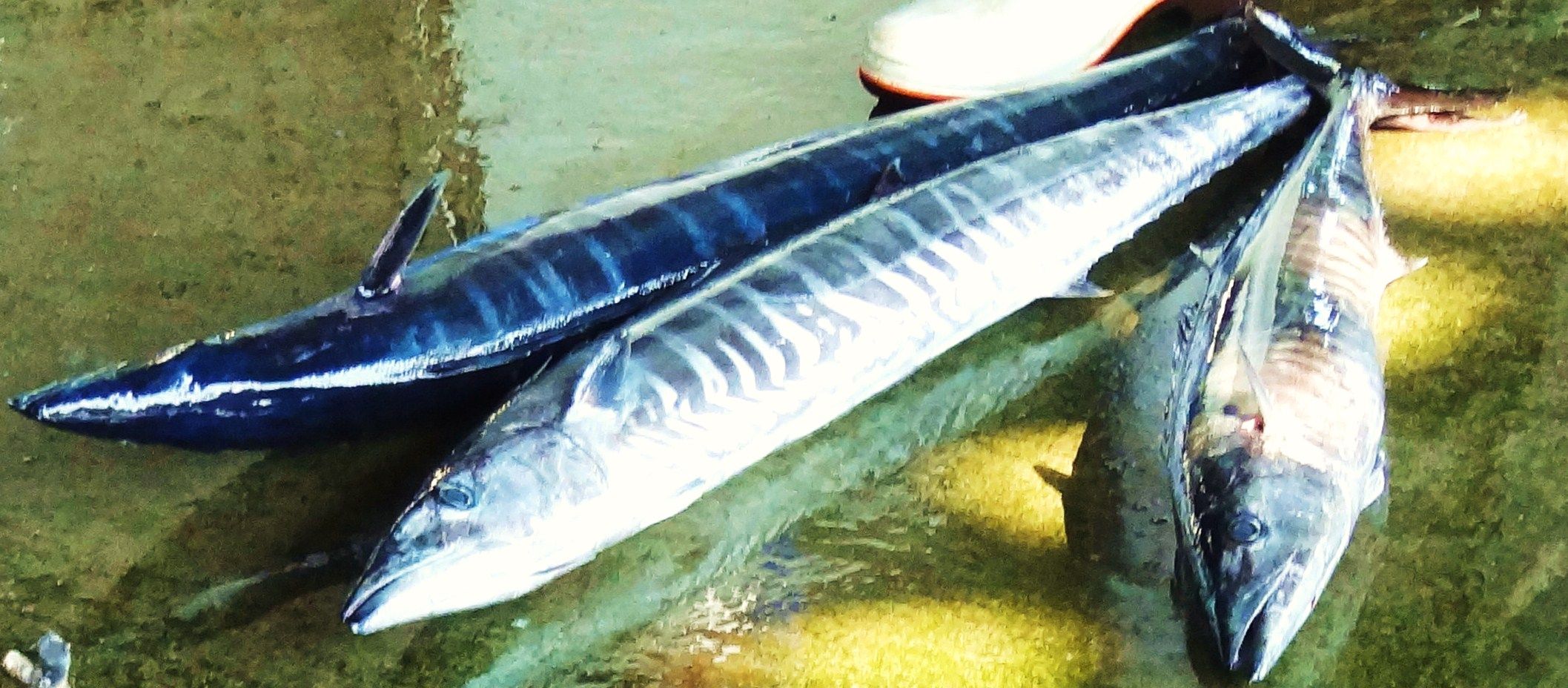 サワラ 土佐料理 旬の鰹がゆく サワラ 土佐料理 旬の鰹がゆく