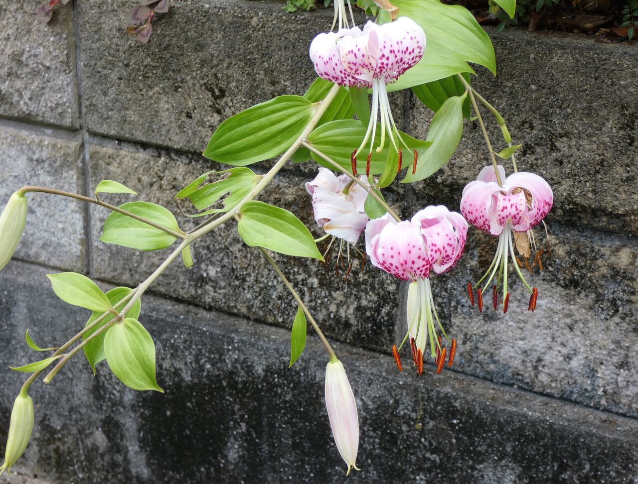 里山のユリが咲いて 土佐料理 旬の鰹がゆく