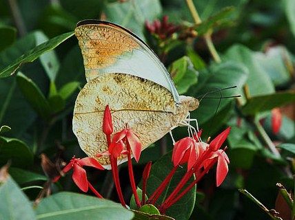 沖縄の生き物たち : 土佐料理 旬の鰹がゆく！
