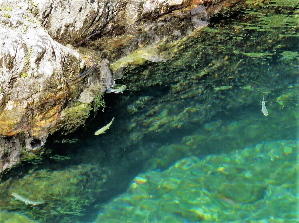 源流域のアマゴをいただきました 土佐料理 旬の鰹がゆく