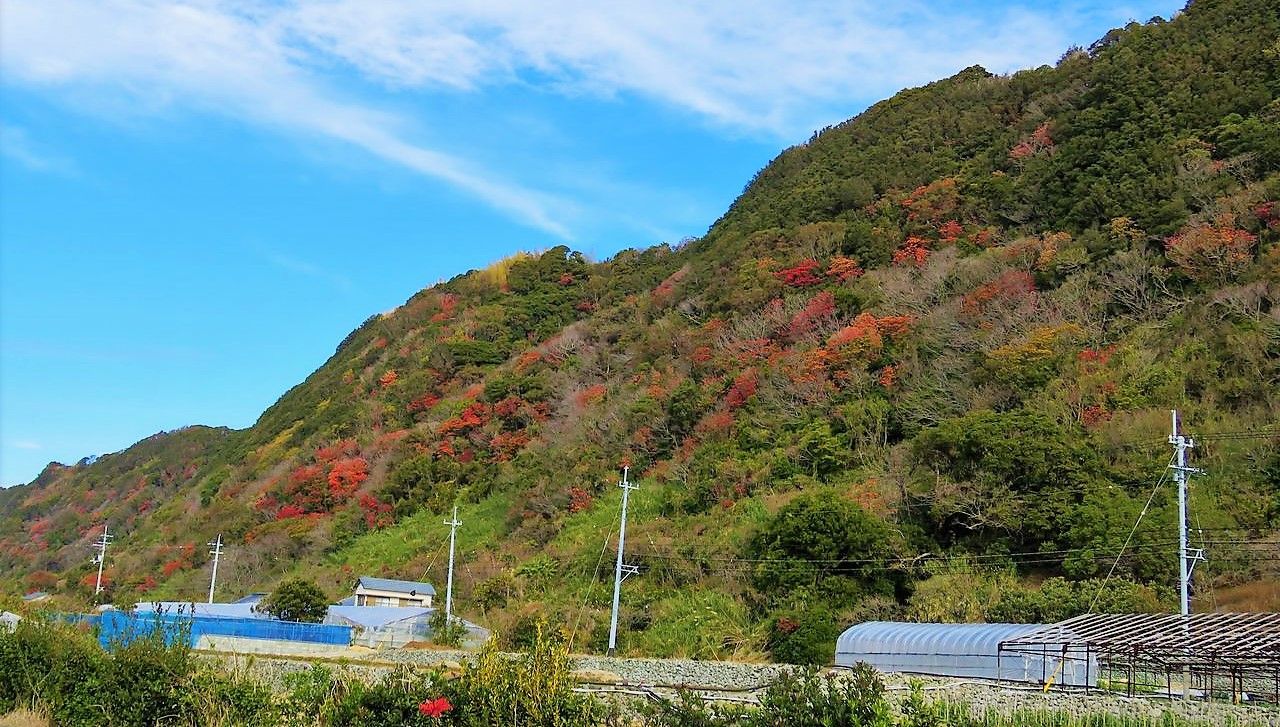 1月の紅葉 : 土佐料理 旬の鰹がゆく！
