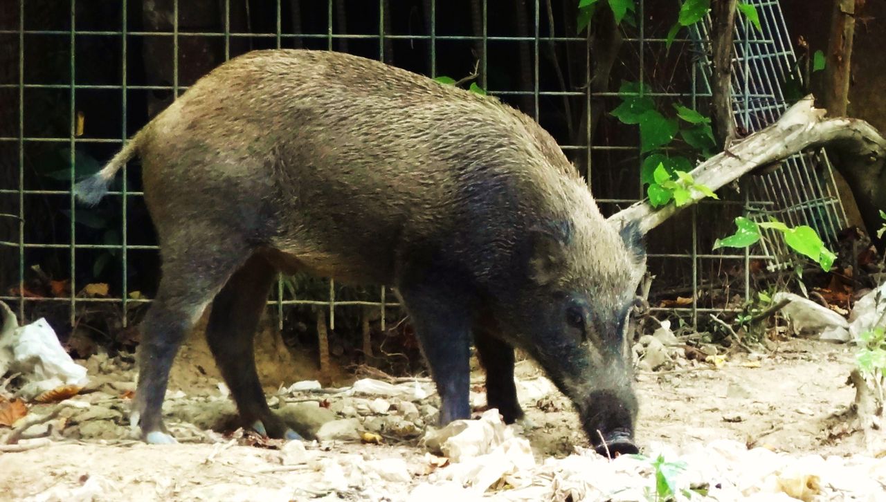 ぼたん鍋 土佐料理 旬の鰹がゆく ぼたん鍋 土佐料理 旬の鰹がゆく