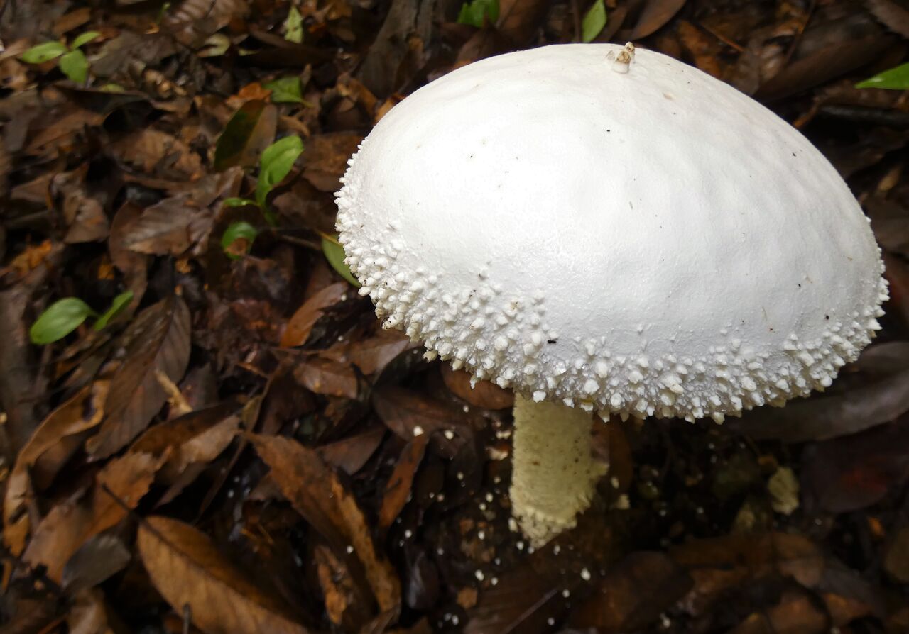 林縁に白い大きな茸 土佐料理 旬の鰹がゆく 林縁に白い大きな茸 土佐料理 旬の鰹がゆく