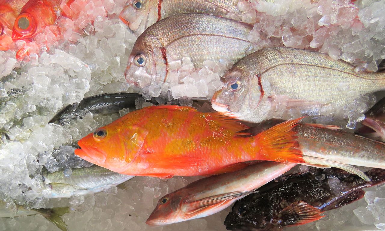 高知の食材 海産物 水産資源 土佐料理 旬の鰹がゆく 高知の食材 海産物 水産資源 土佐料理 旬の鰹がゆく