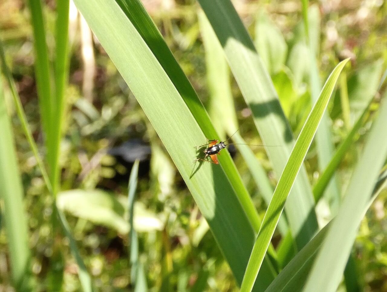 アヤモクメキリガ幼虫 土佐料理 旬の鰹がゆく