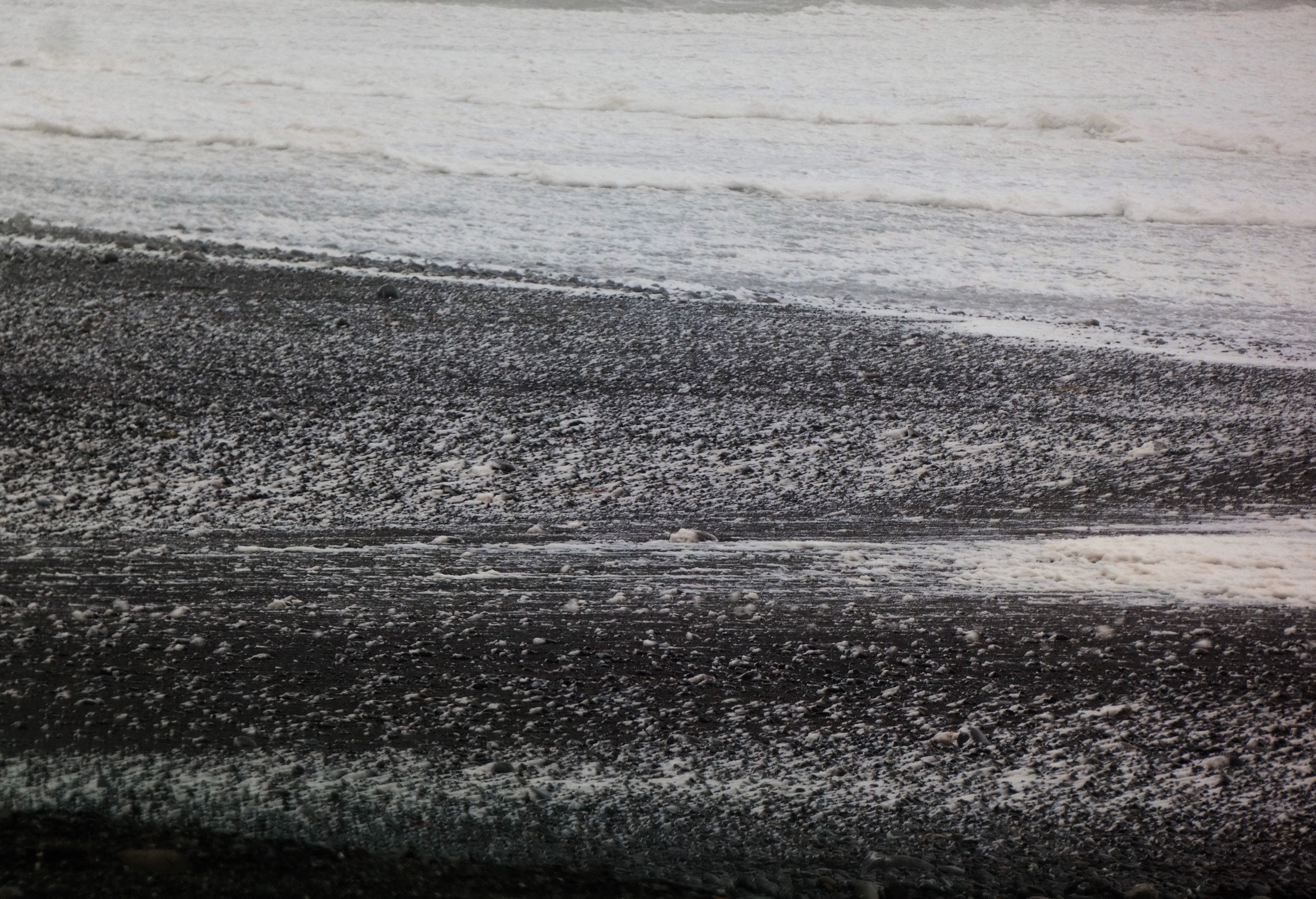 台風が咲かせた波の花 土佐料理 旬の鰹がゆく