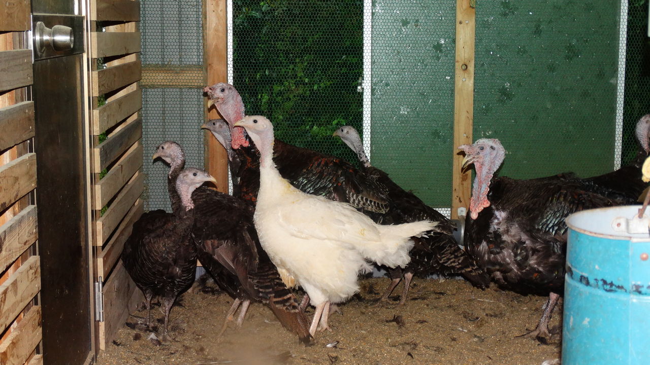 高知の七面鳥 ターキー 土佐料理 旬の鰹がゆく 高知の七面鳥 ターキー 土佐料理 旬の鰹がゆく