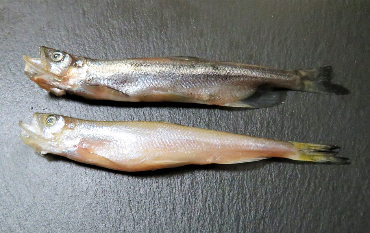 柳葉魚は北海道一部河川限定の遡河回遊魚 : 土佐料理 旬の鰹がゆく！