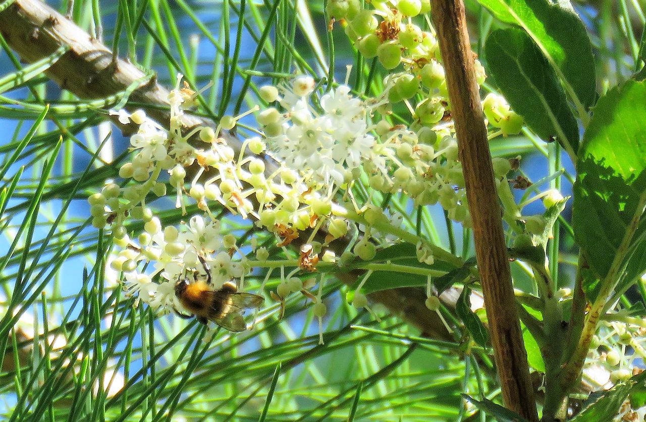 令法 リョウブ 土佐料理 旬の鰹がゆく