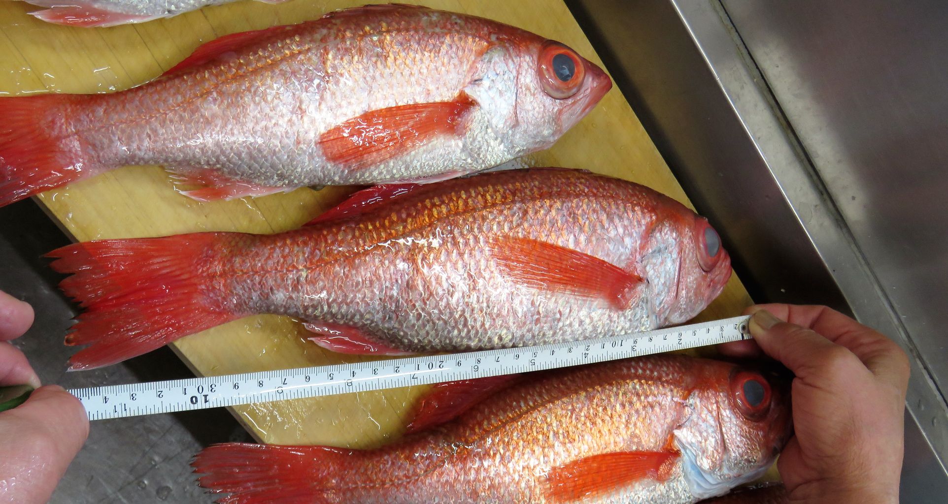 アカムツの旬 土佐料理 旬の鰹がゆく アカムツの旬 土佐料理 旬の鰹がゆく