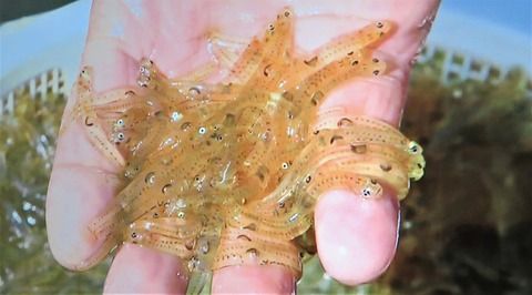 成長別にみる食材の美味しさ 魚編 土佐料理 旬の鰹がゆく 成長別にみる食材の美味しさ 魚編 土佐料理 旬の鰹がゆく