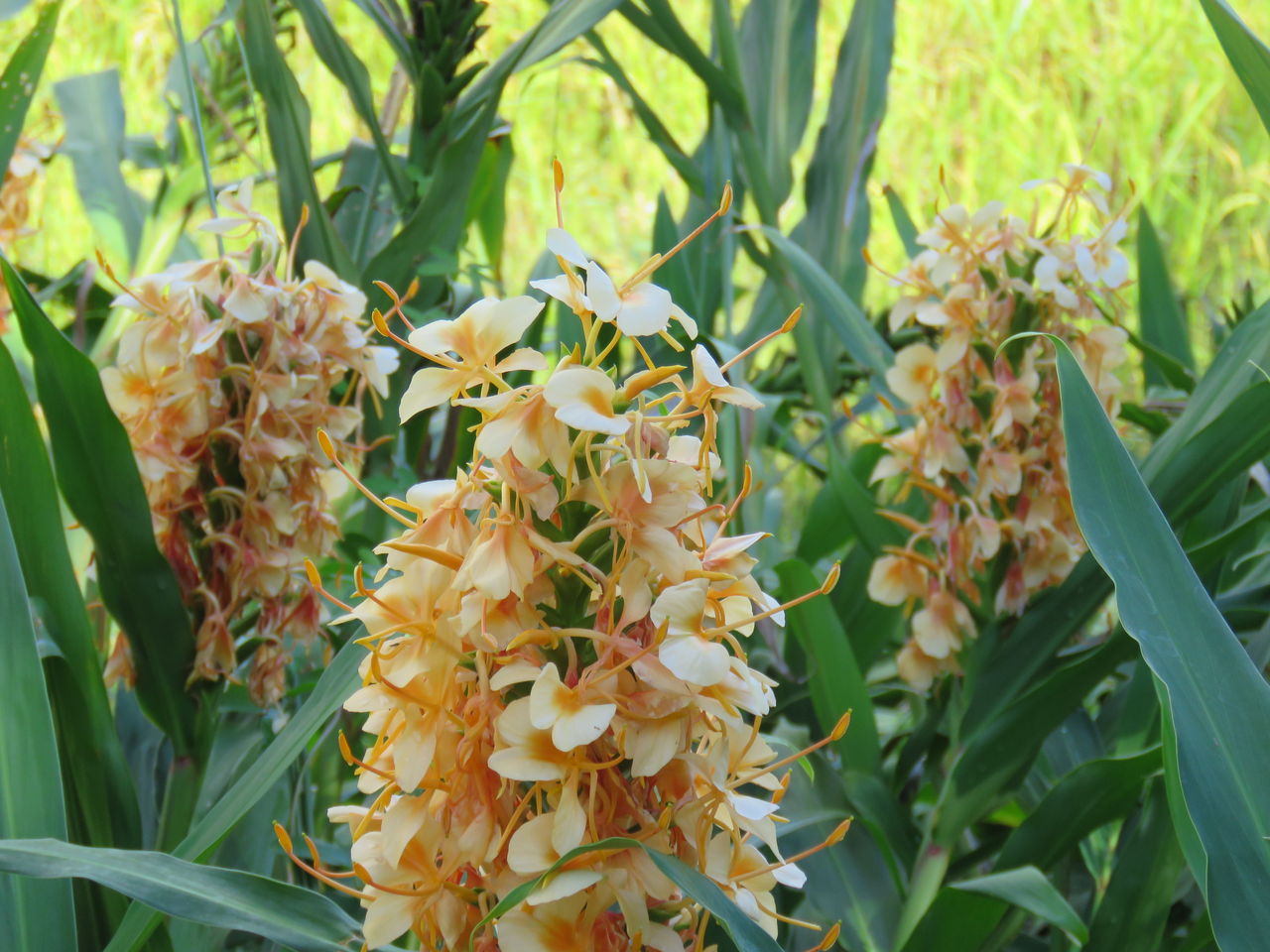 ジンジャーの花と生姜の花 土佐料理 旬の鰹がゆく