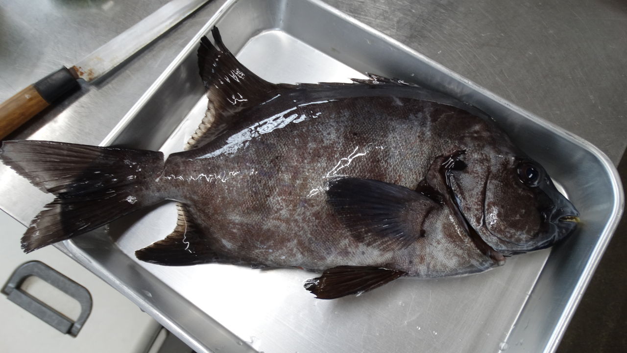 究極の天然活魚 神経絞めイシダイ 土佐料理 旬の鰹がゆく 究極の天然活魚 神経絞めイシダイ 土佐料理 旬の鰹がゆく