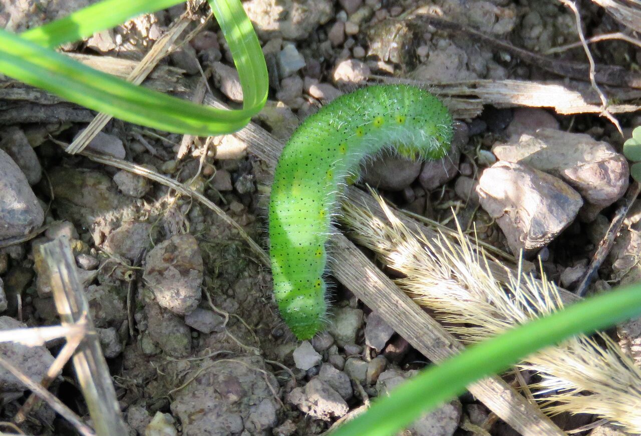 妻が一から創った青汁の味 土佐料理 旬の鰹がゆく