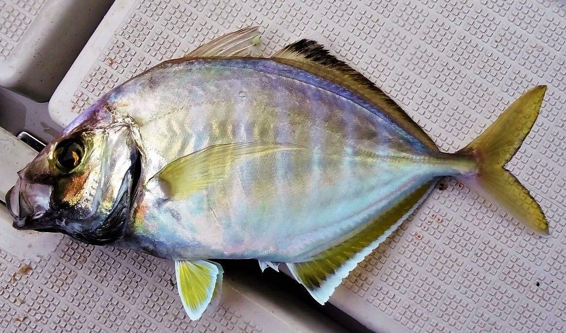 ナンヨウカイワリ 土佐料理 旬の鰹がゆく ナンヨウカイワリ 土佐料理 旬の鰹がゆく