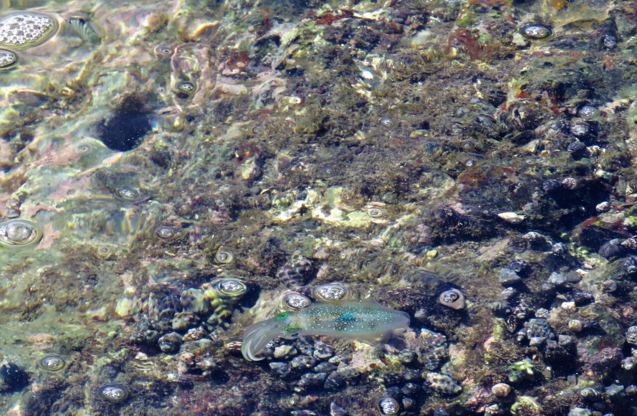 地磯でアオリイカの色彩変化を観察 土佐料理 旬の鰹がゆく