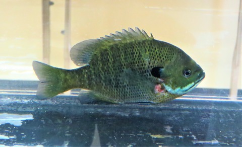 高知の自然 土佐料理 旬の鰹がゆく