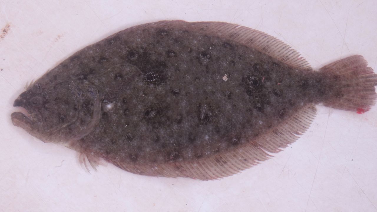 ガンゾウビラメ 土佐料理 旬の鰹がゆく ガンゾウビラメ 土佐料理 旬の鰹がゆく